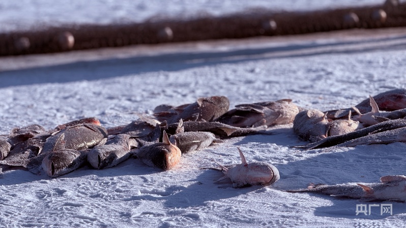 点赞！龙江冷水鱼丨宾县第五届二龙湖冬捕节启幕